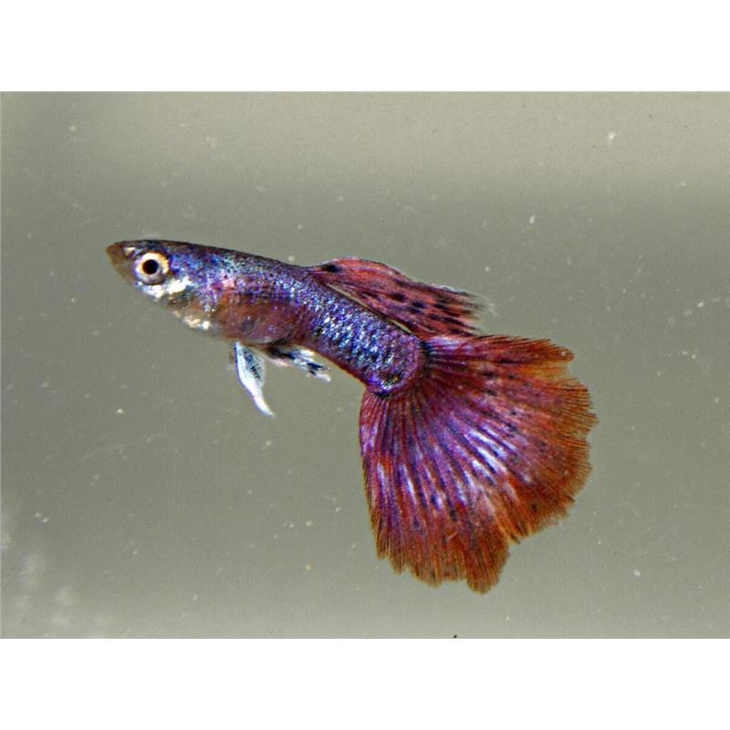 Guppy Poecilia mosaic magenta red mascul - imagine 3